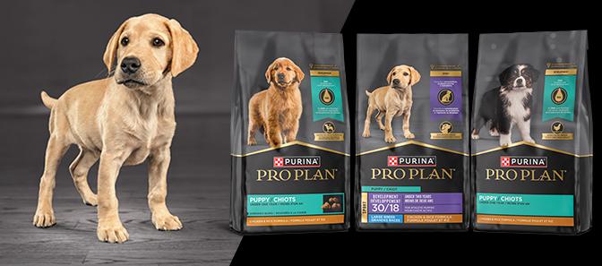 Puppy standing purina puppy products