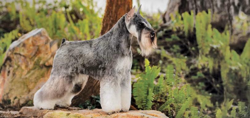 Female Miniature Schnauzer is Twink