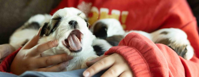 Puppies in lap, one yawning - Canine Brucellosis