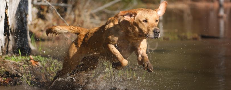 Canine health body condition