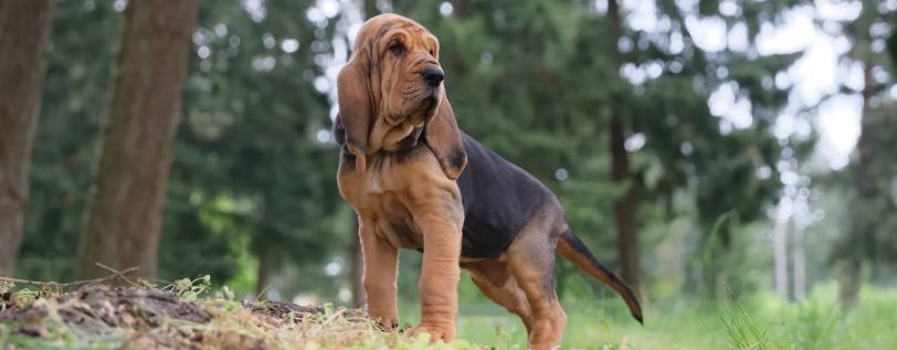 Black & brown dog standing with trees behind him - Canine Osteosarcoma & IBD