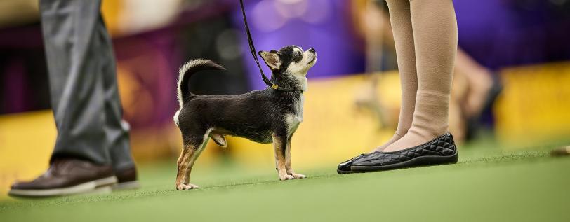 Chihuahuas Syringomyelia