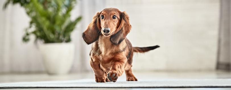 Dachshund DNA Samples Hemangiosarcoma