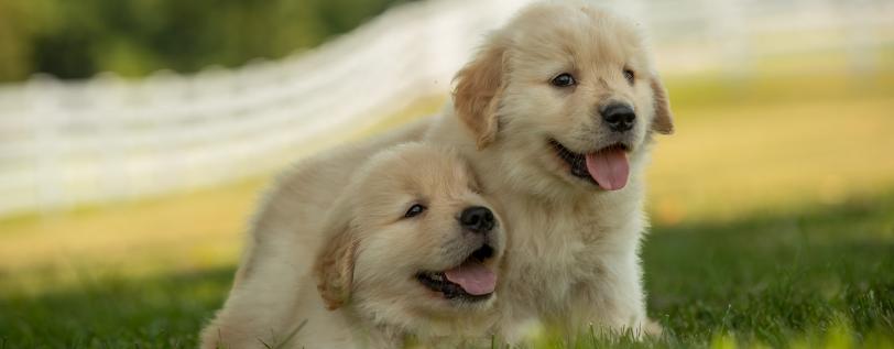 Golden Retrievers - Genetic Testing for prcd-PRA