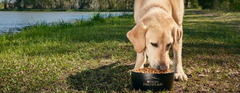 Dog eating food out of bowl outside - How to identify dog food allergy