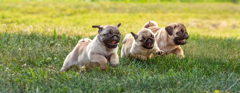 Three Puppies running in grass - Hypoglycemia in Toy Breeds