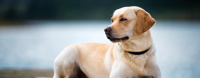 Tan dog standing & looking off to the side - Laryngeal Paralysis