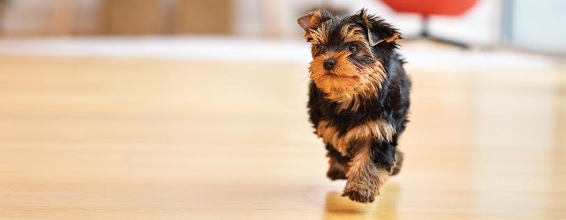 Dog walking on hardwood floor - Leg-Calve-Perthes Disease