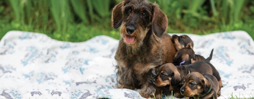 Momma Dog & Puppies on a blanket - PesVarus