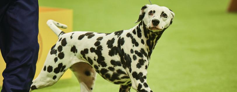 Dalmation walking & looking at the camera - Promoting Dalmation Health