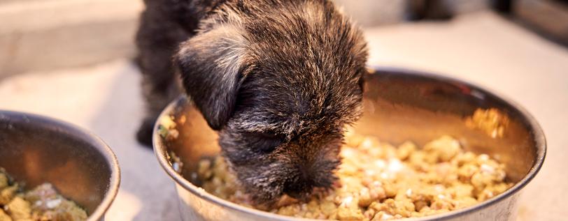 Puppy Nutrition Essential Guide for Healthy Growth