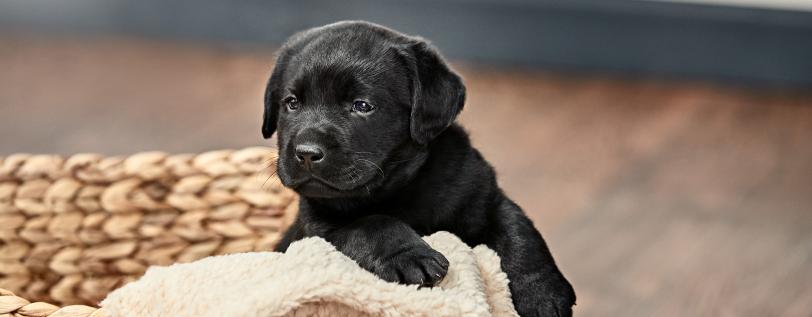 Labradors - Reducing Centronuclear Myopathy 