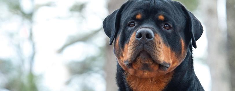 Rottweiler sitting facing the front - Sterilization in Rotts 