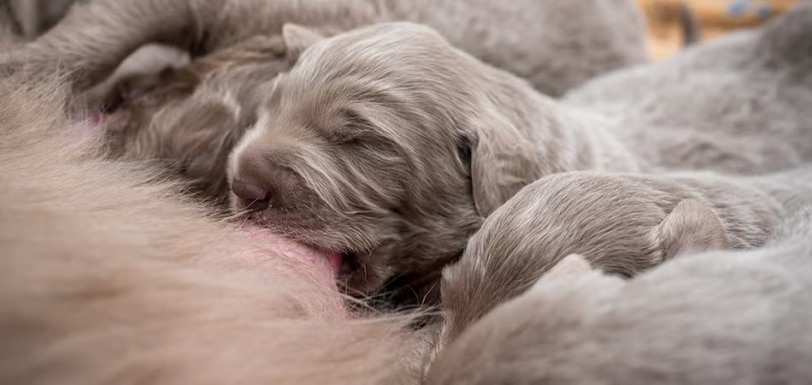 Puppies nursing