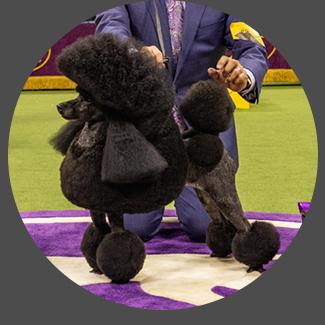 community wins - poodle dog winner