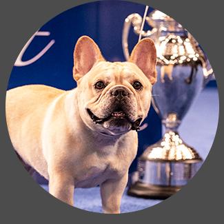 Community Wins - All Wins (french bull dog)