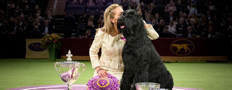 2025 Westminster Best in Show champion, Monty, being kissed by his handler after winning.