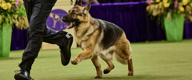 Herding Group Winner, Mercedes.