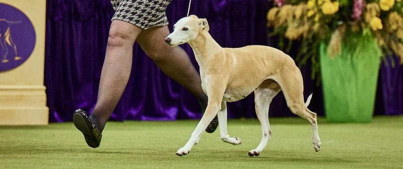  Reserve Best in Show and Hound Group Winner, Bourbon.