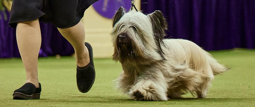  Terrier Group Winner, Archer.