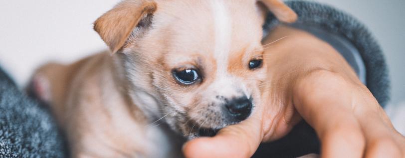 baby Chihuahua puppy