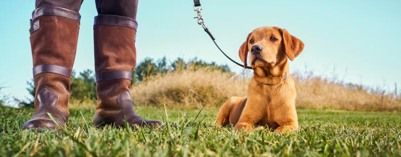 A close-up of a sporting dog laying in a field next to its owner’s feet.