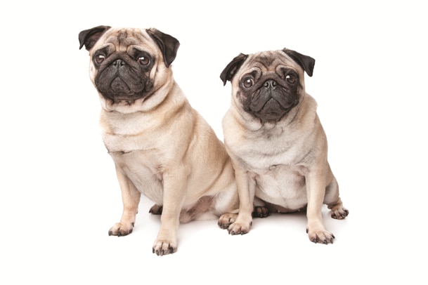 2Pugs (1)