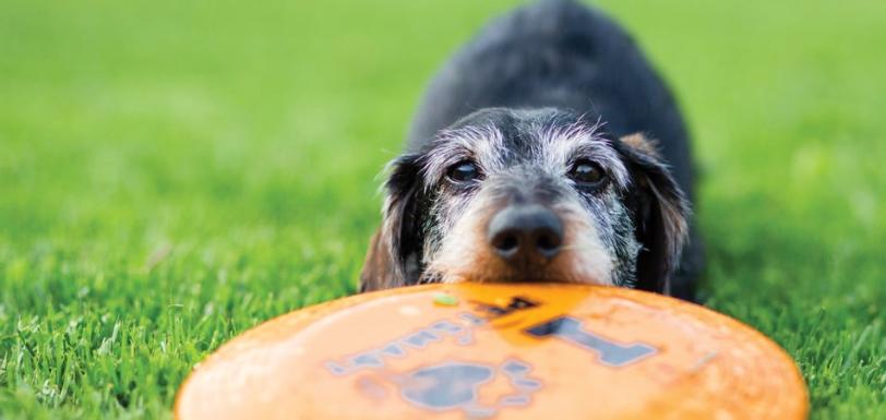 Dachshund eCRM hdr