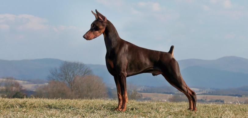 Doberman eCRM hdr