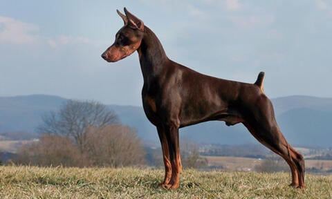 doberman purina