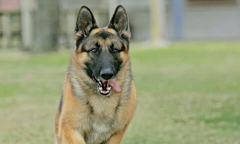 are german shepherds prone to liver problems