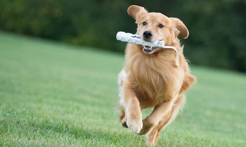 golden retriever genetic testing