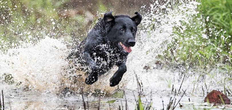 Labrador ArticleHdr