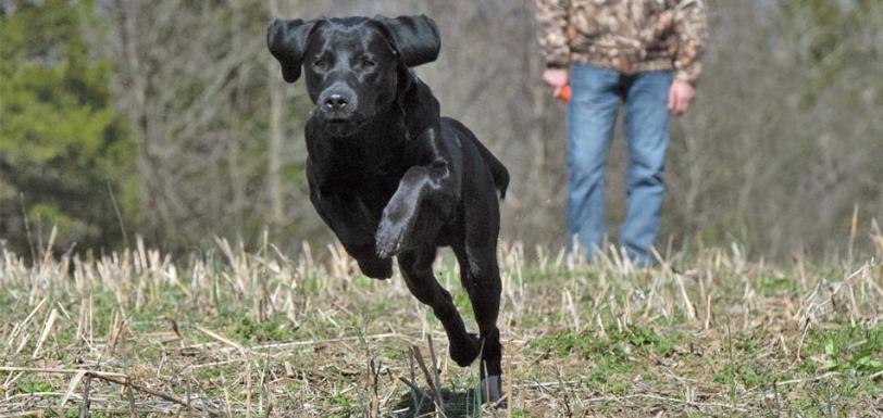 Labrador eCRM hdr 0