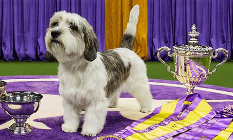 Trouble the American Staffordshire wins the WKC Terrier Group