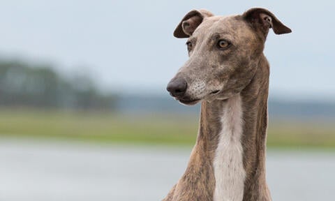 are collies sight hounds