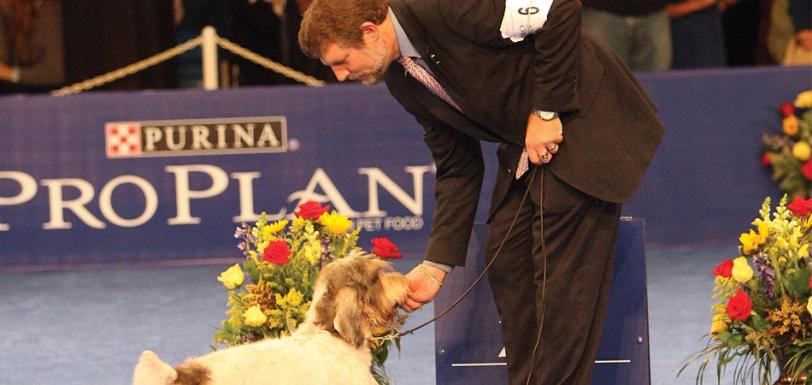 purina pro club importance of socializing show dogs 950x450