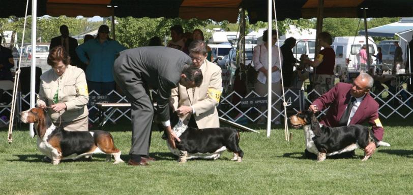 purina pro club timing dog show 950x450