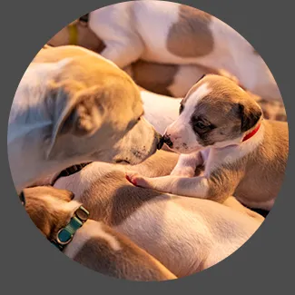 Learning Hub - Breeding