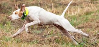 2020 National Champion Bird Dog Joe