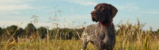 dog in field