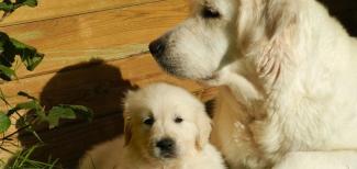 a dog and puppy lying down