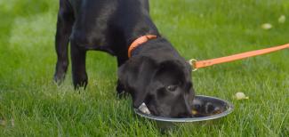 black puppy with an orange leash and collar eating out of dog food bowl placed in the grass