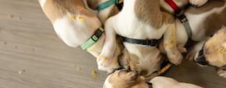 Article Header Image_PediatricPuppyHealth-6to12Weeks