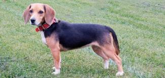 Dog standing in the grass facing left, but looking toward camera