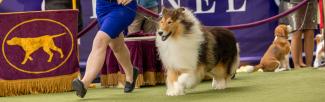 A collie with a full, fluffy coat trots alongside its handler in a blue dress during a dog show, with purple and gold decorations in the background and other dogs waiting nearby.