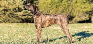 Plott Hound Header Image