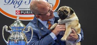 Toy Group Winner, a Pug Named ‘Vito,’ Wins 2024 National Dog Show Presented by Purina 