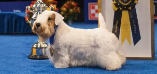 National Dog Show 2023 Header Image