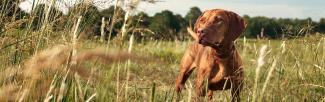 A brown dog with an alert expression stands in a field of tall grass, with a blurred background of trees under a clear sky, capturing a natural outdoor scene.